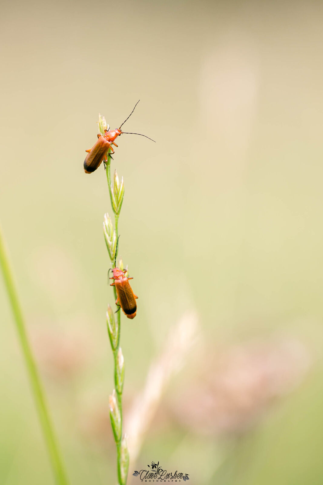 5E5A7640_edited_LR