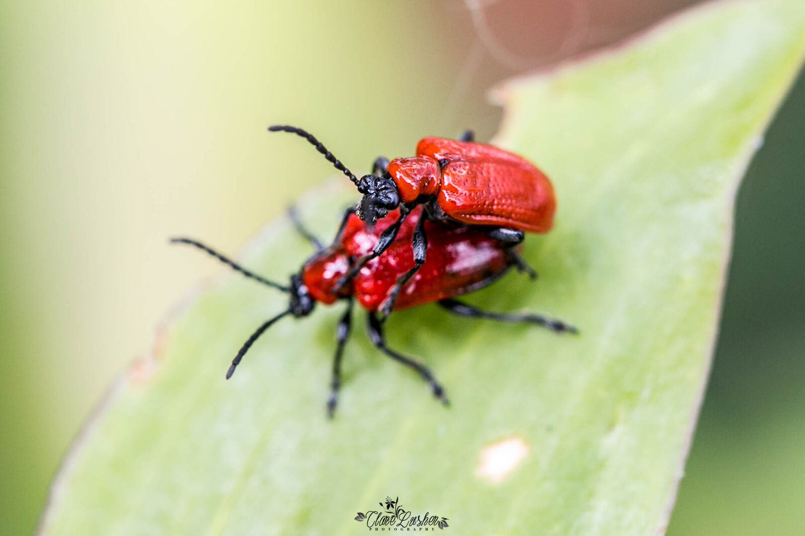 5E5A8324_edited_LR
