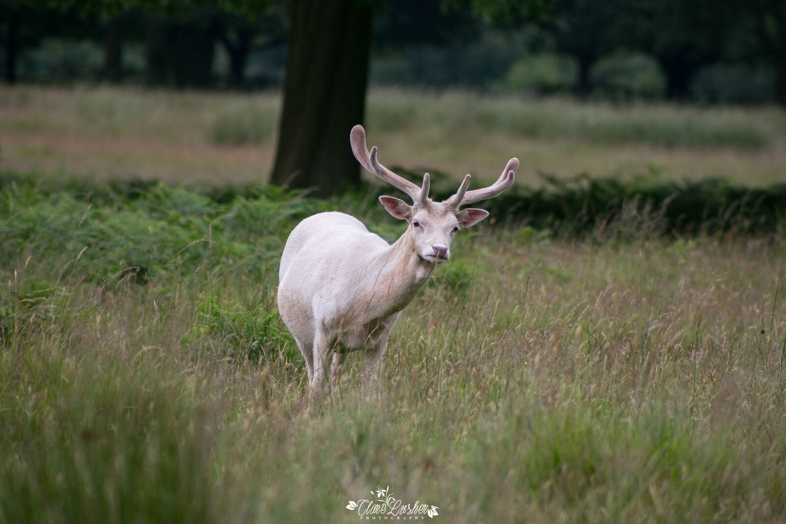 Bradgate Park: November 2017