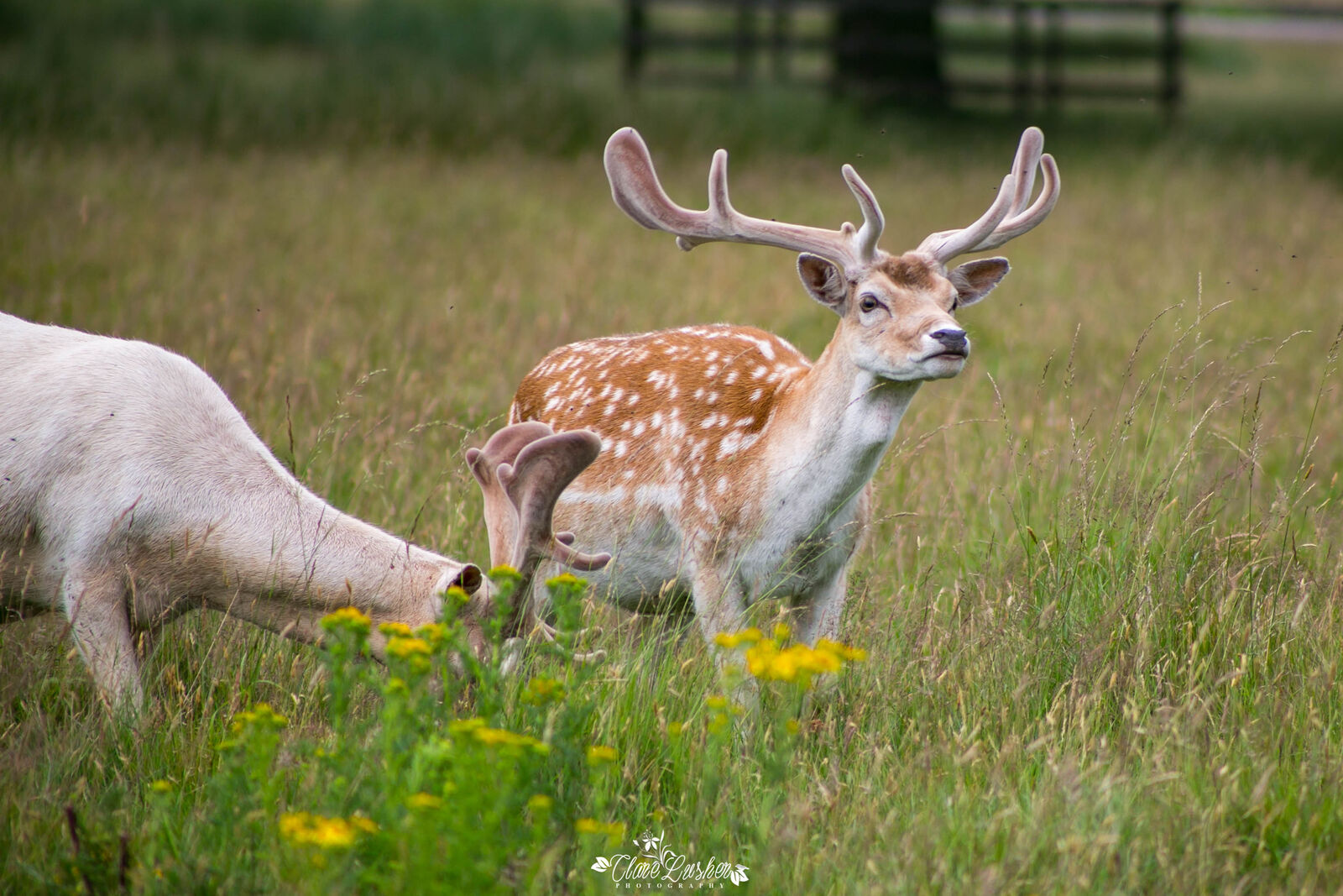 5E5A7037_edited_LR
