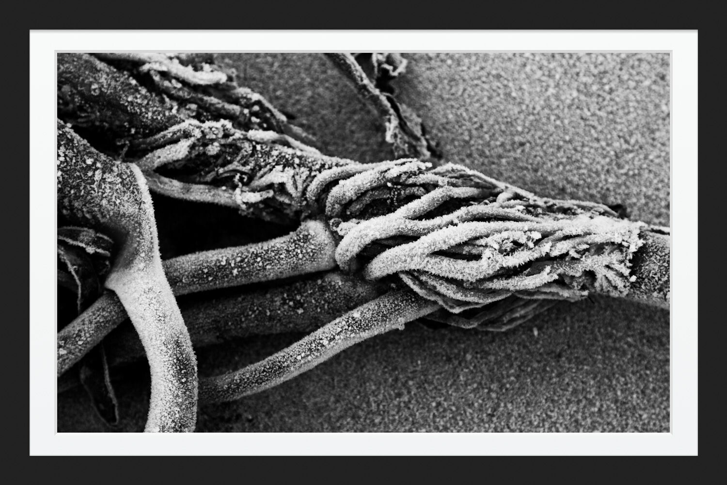 Frozen Bodies: January 2021