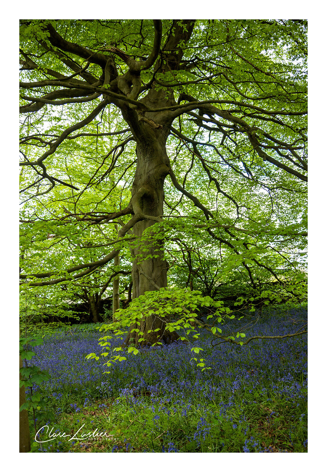 Bluebells of Calke: May 2022