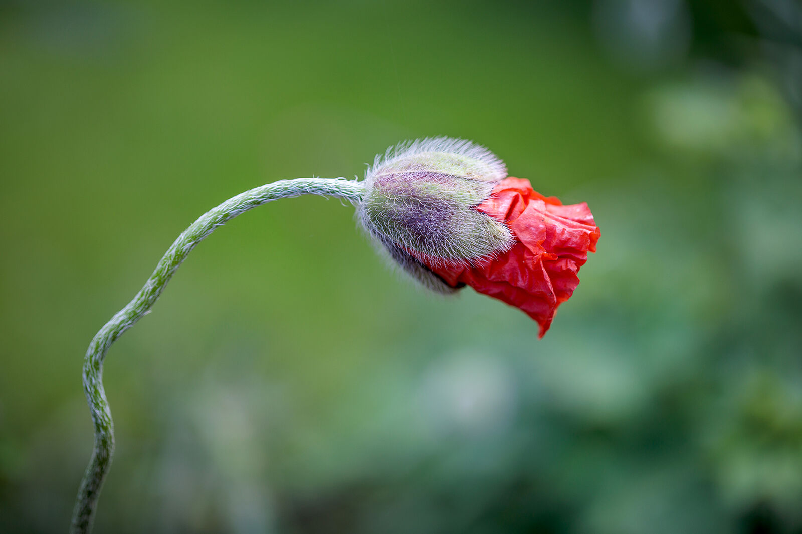 Punchy Papaver: May 2022