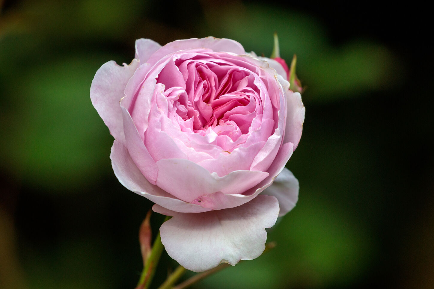 Blooming Pink: June 2022