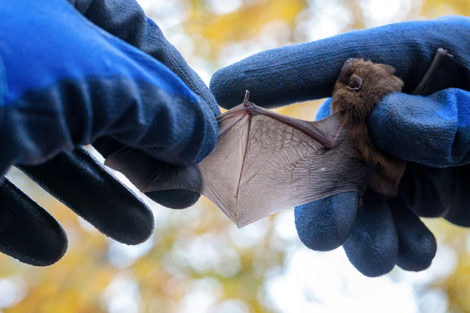 Batty